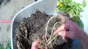 Эксперимент по выращиванию картофеля в мешках.  Вскрываем один мешок.