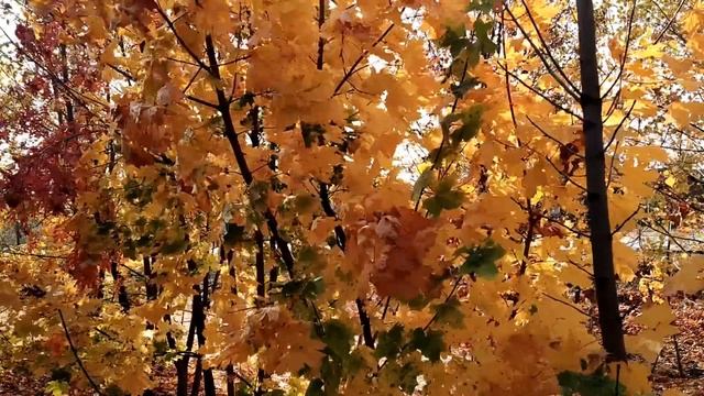 15 октября-праздник КУПРИЯНОВ ДЕНЬ.Опасный день.Что нельзя делать.Народные приметы
