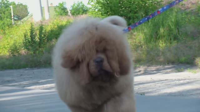 Тибетский мастиф. щенок 4 месяца смотреть онлайн