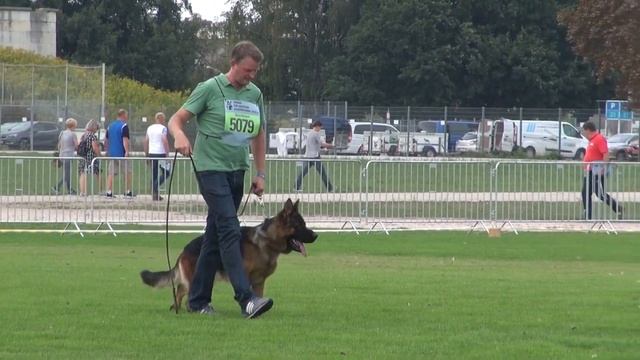 Negus de Marka смотреть онлайн