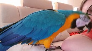 Попугай ара мяукает как кот. Говорящий попугай ара мяукает.