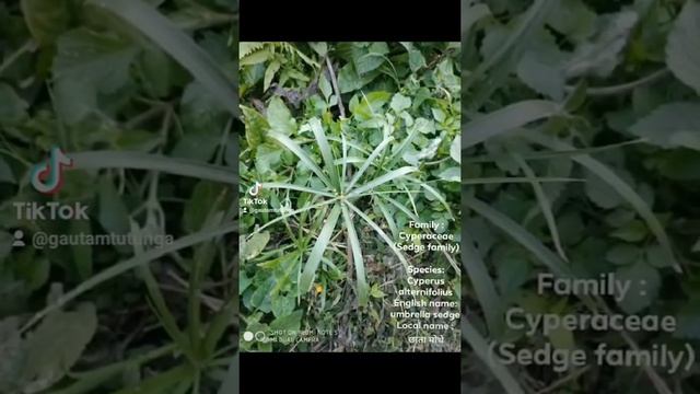 Cyperus alternifolius, the umbrella papyrus,