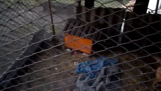 Том в гостях.Огород готов к посадке.Малыш вернулся.Приучаем Линду к хорошим манерам.Чайный гриб. смотреть онлайн