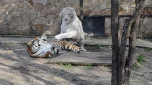 Белый тигр и рыжая тигрица