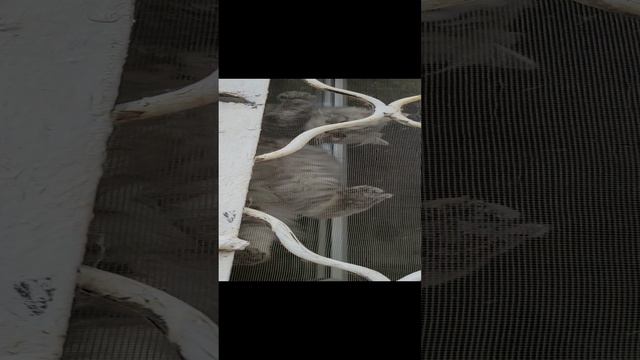 котёнок и маскитная сетка