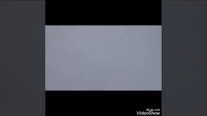 "Голуби" СЕРПАСТО-ВЫВОРОТНЫЕ ГОЛУБИ..У ЮРЫ..БОЛЬШИЕ САЛЫ ""