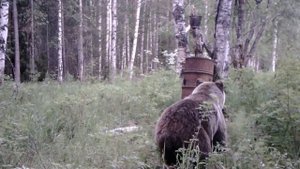 Медведи у привады! Фотоловушка в лесу! #фотоловушка