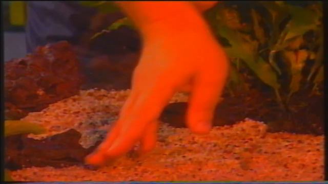 Passione Acquario - Le piante - Il verde dell'acquario смотреть онлайн