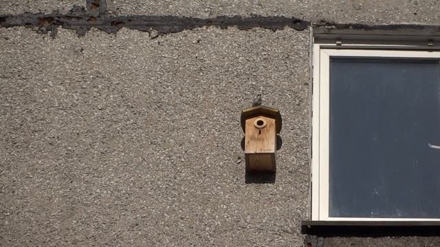 Мухоловка-Пеструшка нашла домик. смотреть онлайн