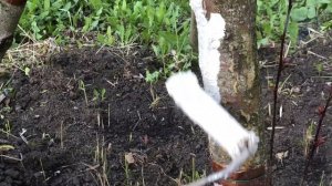 Насыпайте в Октябре под Яблони это Удобрение не жалейте! Уход за яблоней Осенью после Плодоношения