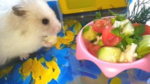 Hamsters love it! Cooking salad for the hamster! Хомяки любят это! Готовим салат для хомяка!
