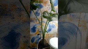 Комнатные цветы.Калла эфиопская.Как заставить каллу цвести?