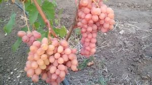 Кишмиши - Султанина , Находка , Нептун .