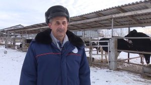 Племенные быки в Татарстане. С 2021 годом быка.