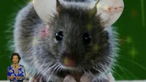 кошельковая мышь   к достатку в доме !  как избавиться от мышей