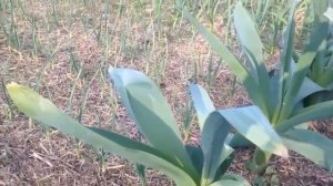 Выращивания чеснока / Тонкости выращивания крупноплодного озимого чеснока / Зубок 250-400 грамм