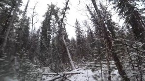 УДАЧНЫЙ ДЕНЬ//ПРОВЕРКА КАПКАНОВ