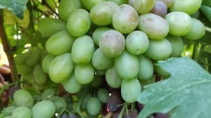 Помпеи! Хазар! Взлёт 2! Супер новинки 2022! Тел.+79054033245, WhatsApp и Viber +79528500417.