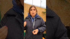 скрученные листья на пионе что делать?