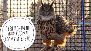 Сова филин Ёль встретила меня у входа в вольер, оставив яйца, потому что невозможно уже терпеть!