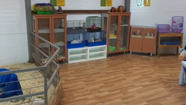 София в контактном зоопарке 16 мая 2018 Кировский район смотреть онлайн