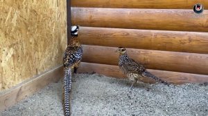 Фазаны. Продаю фазанов.