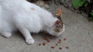 Белая кошка ест. Я кормлю кису. White feral cat eats.