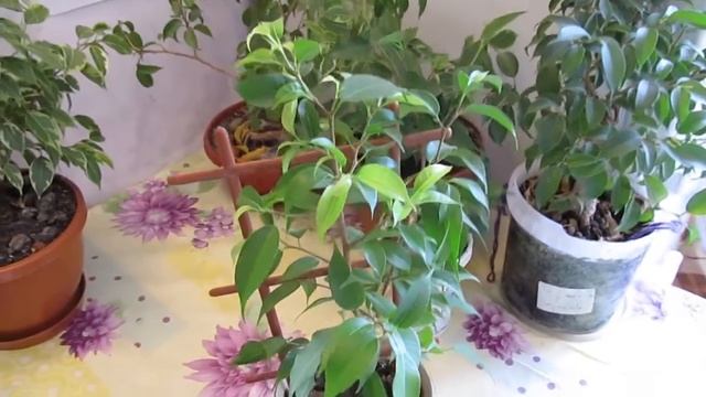 Фикус бенджамина мелколистный. Бонсай на подоконнике