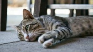 Как кошки переживают стресс и чем им можно помочь