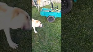 укол алабаю в холку | хондартрон | жизнь в деревне
