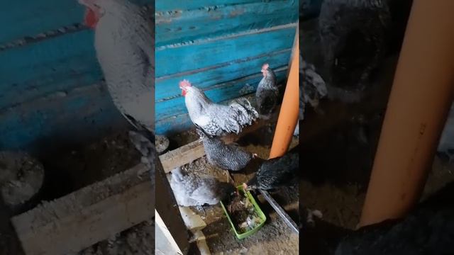 Как без очереди пройти на кассу в магазине и зачем курицам керосин смотреть онлайн