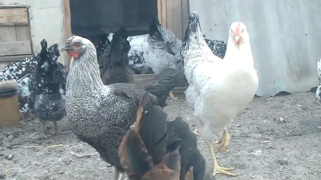 Ливенские ситцевые и Юрловские куры 6 месяцев. смотреть онлайн