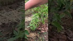 Отзыв о ПЕРЦАХ  | Осмокот Блюм 2-3 месяца | УДОБРЕНИЯ 21 ВЕКА | Нутривант Плюс, Пекацид