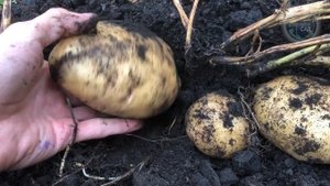Никогда Не Сажайте Картошку Без Этого! При Посадке Картофеля Сыпьте Горсть Этого Средства!