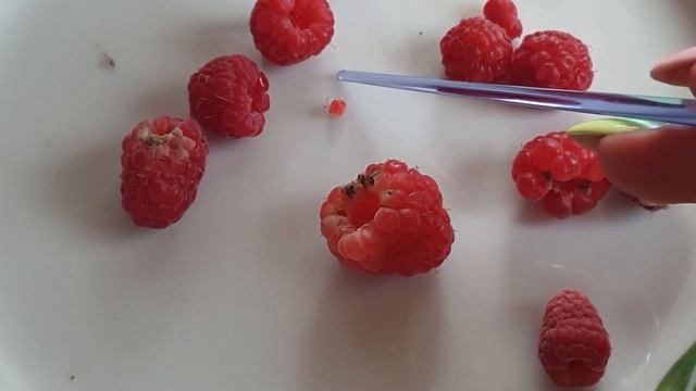 ТИПЫ ПЛОДОВ. Малина. Summer edition смотреть онлайн