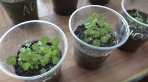 Моей рассаде клубники из семян три месяца, опыт выращивания.