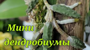 Dendrobium мини.Сезонное цветение.