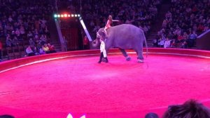 Слон Майя в Цирке Киева. Весна 2018