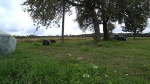 ЖЕНАТЫЙ УХОДЯЩИЙ В ЗАПОИ ДЕРЖАЩИЙ СВИНЕЙ НА ЕДУ ЗНАКОМЛЮСЬ С ТАНЕЙ КОТОРАЯ ЖИВЁТ ОДНА НА ХУТОРЕ