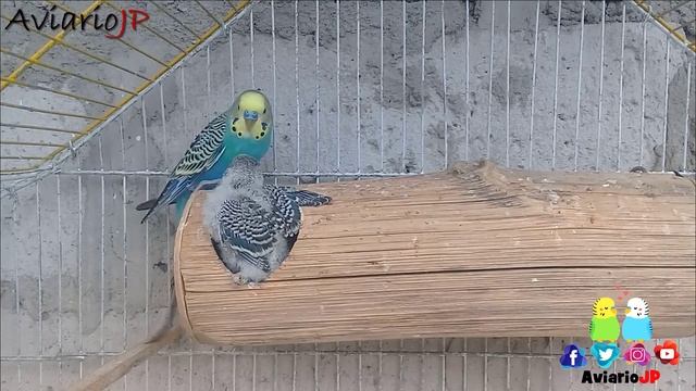 El MEJOR NIDO PARA CRIAR PERIQUITOS ? COMO CRIAR PERIQUITOS | NIDOS PARA PERIQUITOS AUSTRALIANOS смотреть онлайн