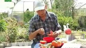 Золушка и заготовка семян томатов