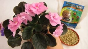 Осмокот (Osmocote) / Плантакот (Plantacote). Удобрение длительного действия. Первый опыт применения