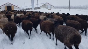 Эдильбаевские овцы. Жизнь зимой.