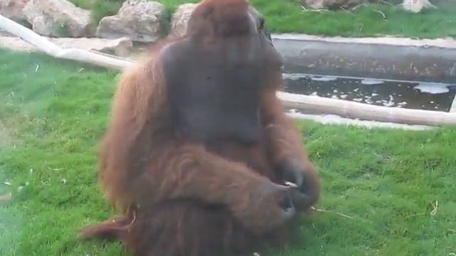 отец чебурашки смотреть онлайн