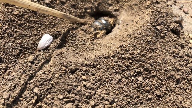 Жук кравчик, або кравчик-головач - Lethrus apterus 1.05.2018 смотреть онлайн