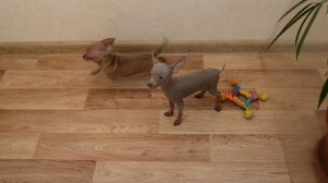 Чихуа и той терьер мини