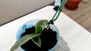 НОВЫЕ ЦВЕТЫ 🌹🌳🌿 из Пятерочки 💃ЧТО ИЗМЕНИЛОСЬ 🧚♀