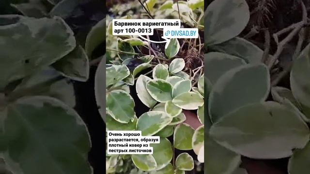 Барвинок вариегатный в питомнике Дивный сад Заказ [+375(29)841-21-60]