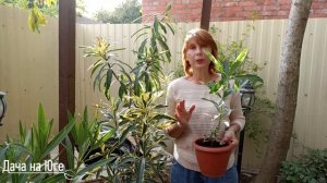 Дача на Юге - Олеандр сорт "Variegata"