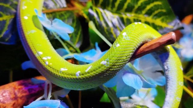 Green Tree Python showcase смотреть онлайн